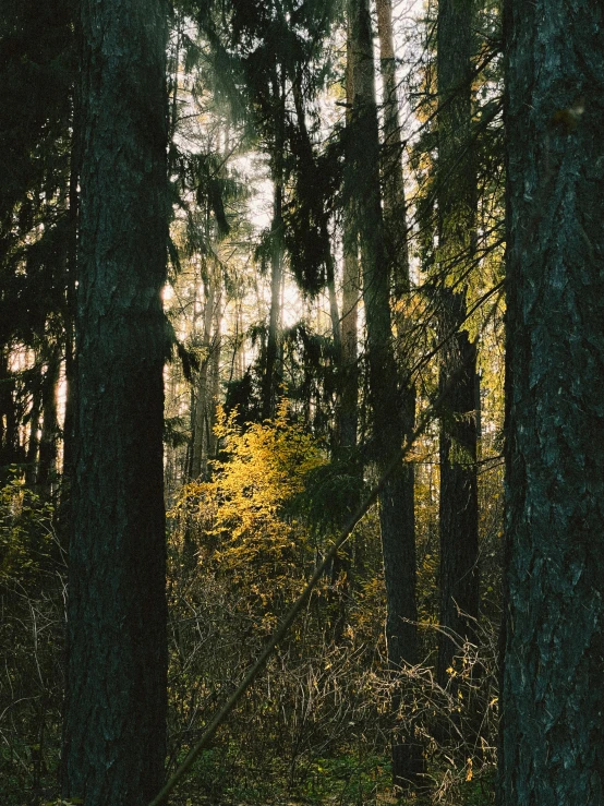 a fire hydrant sitting in the middle of a forest, a picture, inspired by Elsa Bleda, unsplash contest winner, evening sunlight, ((trees)), dense coniferous forest. spiders, tall cypress trees