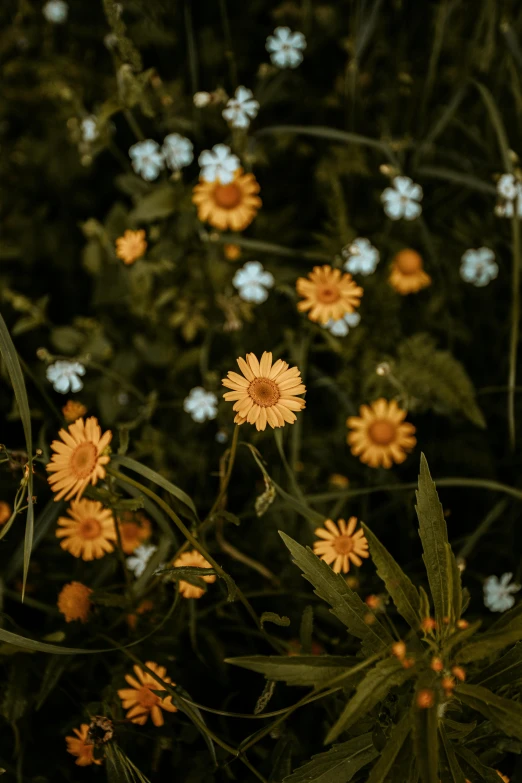 a field full of yellow and white flowers, a picture, inspired by Elsa Bleda, trending on unsplash, renaissance, in front of a black background, brown, a high angle shot, laying down in the grass