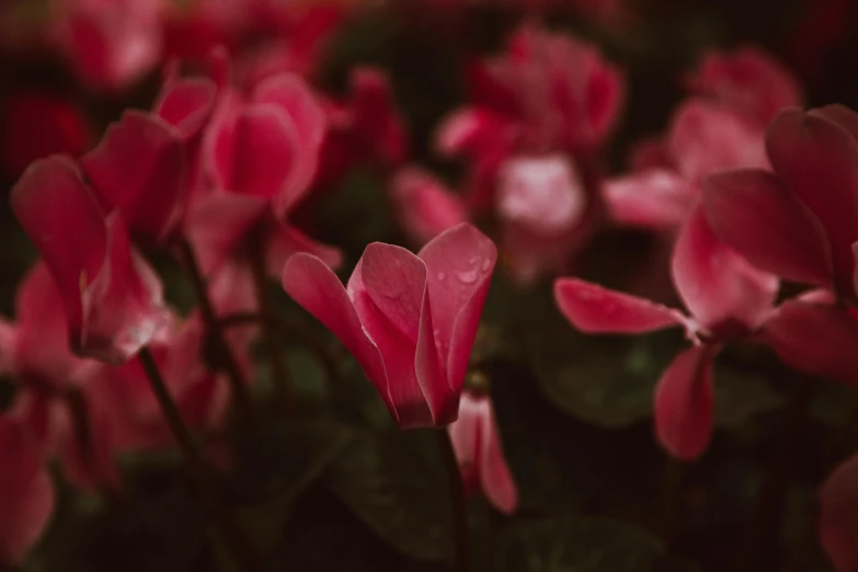 a group of pink flowers sitting on top of a lush green field, a macro photograph, inspired by Elsa Bleda, pexels contest winner, red velvet, in bloom greenhouse, hearts, on a dark background