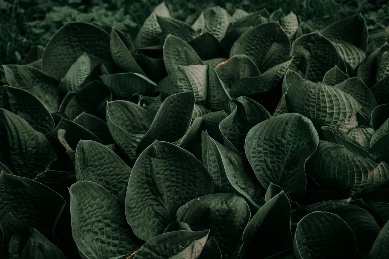 a bunch of green leaves sitting on top of a lush green field, inspired by Elsa Bleda, pexels contest winner, tonalism, dark flower pattern wallpaper, lily petals, instagram post, rich in texture )