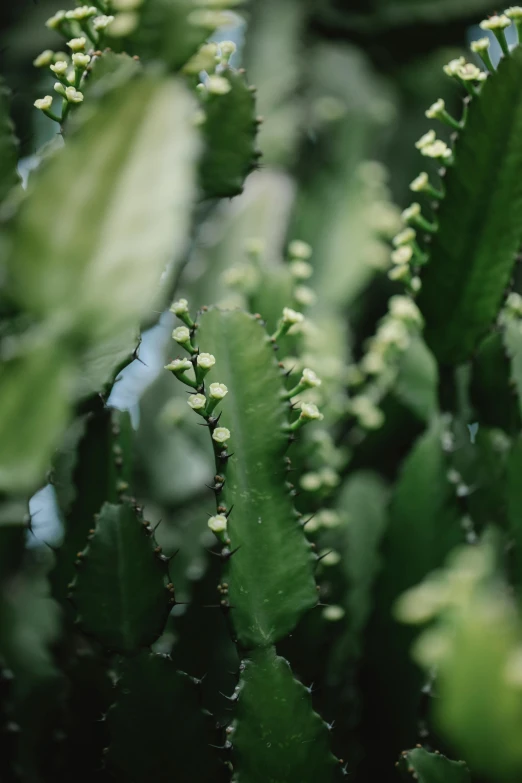 a close up of a cactus plant with green leaves, by Carey Morris, hurufiyya, medium format. soft light, pods, indie film, dewdrops