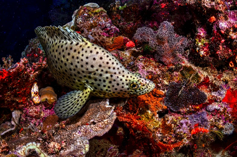 a close up of a fish on a coral reef, by Gwen Barnard, pexels contest winner, speckled, colour print, brown, sprawling