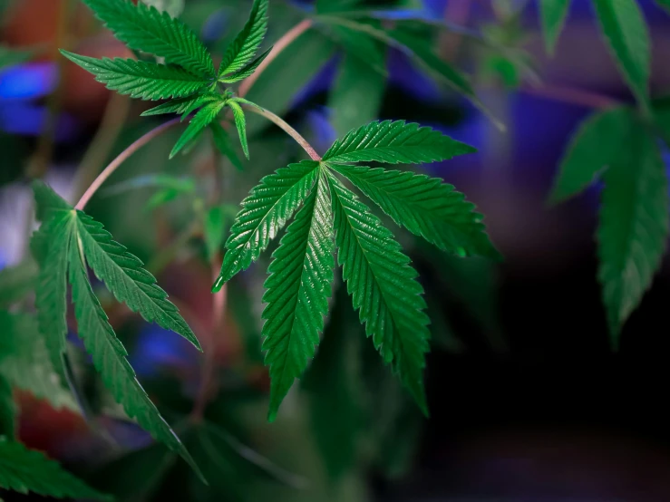 a close up of a plant with green leaves, with green cannabis leaves, paul barson, thumbnail, no cropping