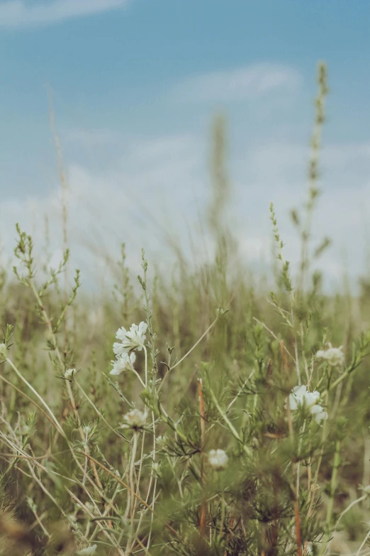 a field of wildflowers with a blue sky in the background, a picture, unsplash, visual art, pale greens and whites, sparse detail, grass. kodak, tall