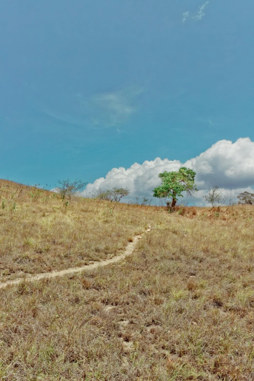 a giraffe standing on top of a grass covered field, an album cover, land art, pathway, shipibo, panoramic shot, ligjt trail