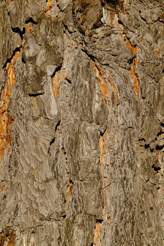 a close up of the bark of a tree, an album cover, by David Simpson, unsplash, hurufiyya, circuitry. 8k 3d geology, new mexico, trees. wide view, brown ) )