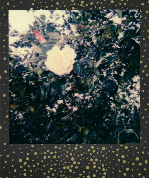 a white rose sitting on top of a tree, a polaroid photo, by Carey Morris, gold speckles, frank ocean, rose garden, starry