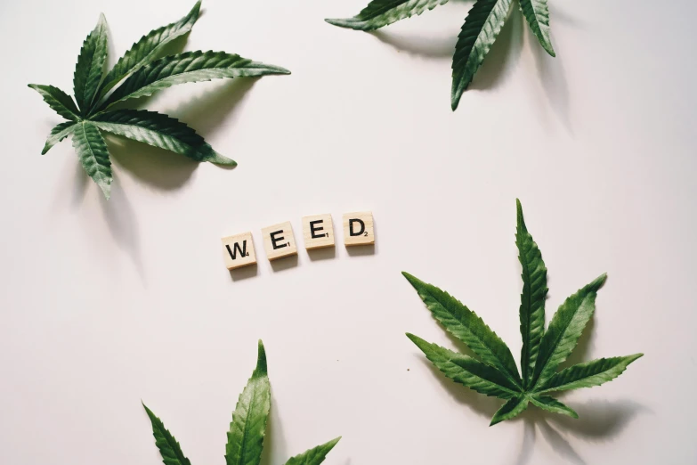 marijuana leaves surrounding the word weed on a white surface, trending on pexels, mixed art, pot, felt, a wooden