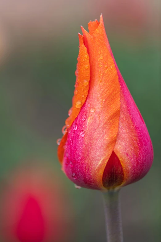 a close up of a flower with water droplets on it, by Jim Nelson, unsplash, tulip, pink and orange, tall shot, today\'s featured photograph 4k