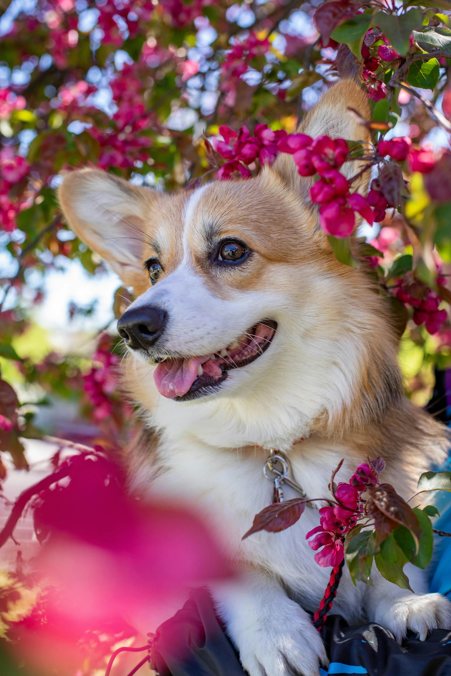 a brown and white dog sitting on top of a bike, bougainvillea, depicting a corgi made of fire, closeup of face, manuka