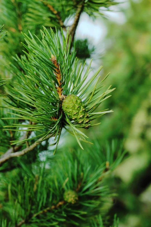 a close up of a branch of a pine tree, green pupills, lush surroundings, cone shaped, evergreen valley