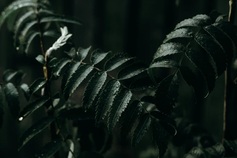 a close up of a leaf on a tree, inspired by Elsa Bleda, unsplash contest winner, hurufiyya, dark forest. strong, fern, low quality photo, marijuana leaves ) wet