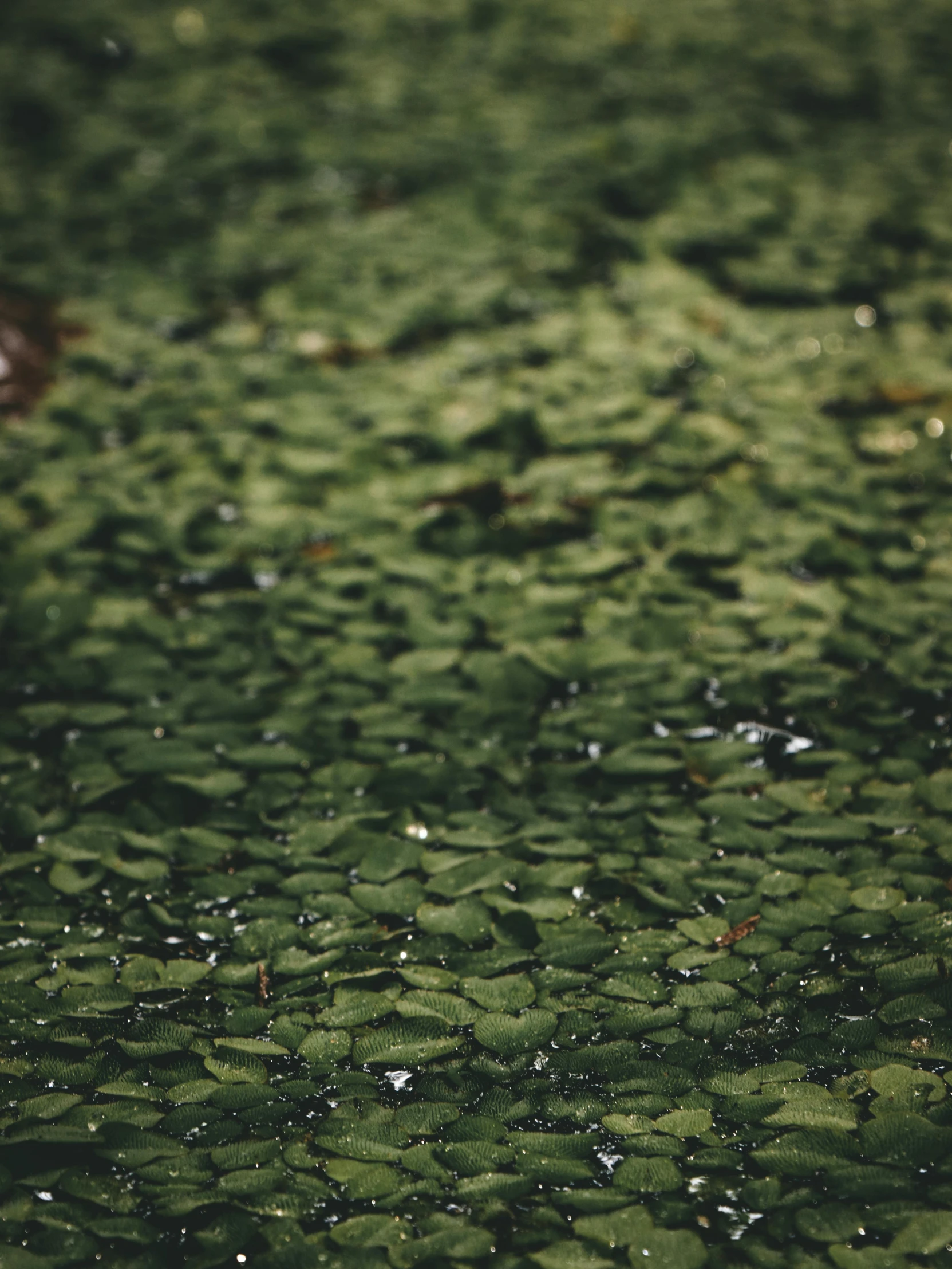 a duck that is standing in some water, unsplash, hurufiyya, made of leaves, full of greenish liquid, trending on vsco, spores floating in the air