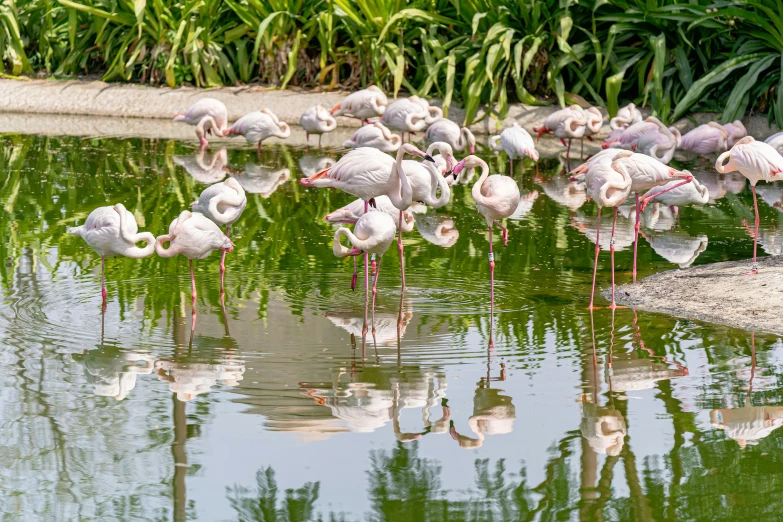 a bunch of flamingos that are standing in the water, a photo, by Egbert van der Poel, arabesque, parks and gardens, sitting on a reflective pool, 🦩🪐🐞👩🏻🦳, fully covered