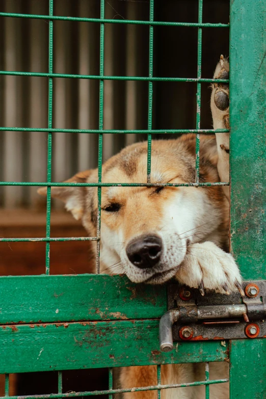 a dog sticking its head out of a green gate, trending on pexels, a dingo mascot, asleep, laos, cages