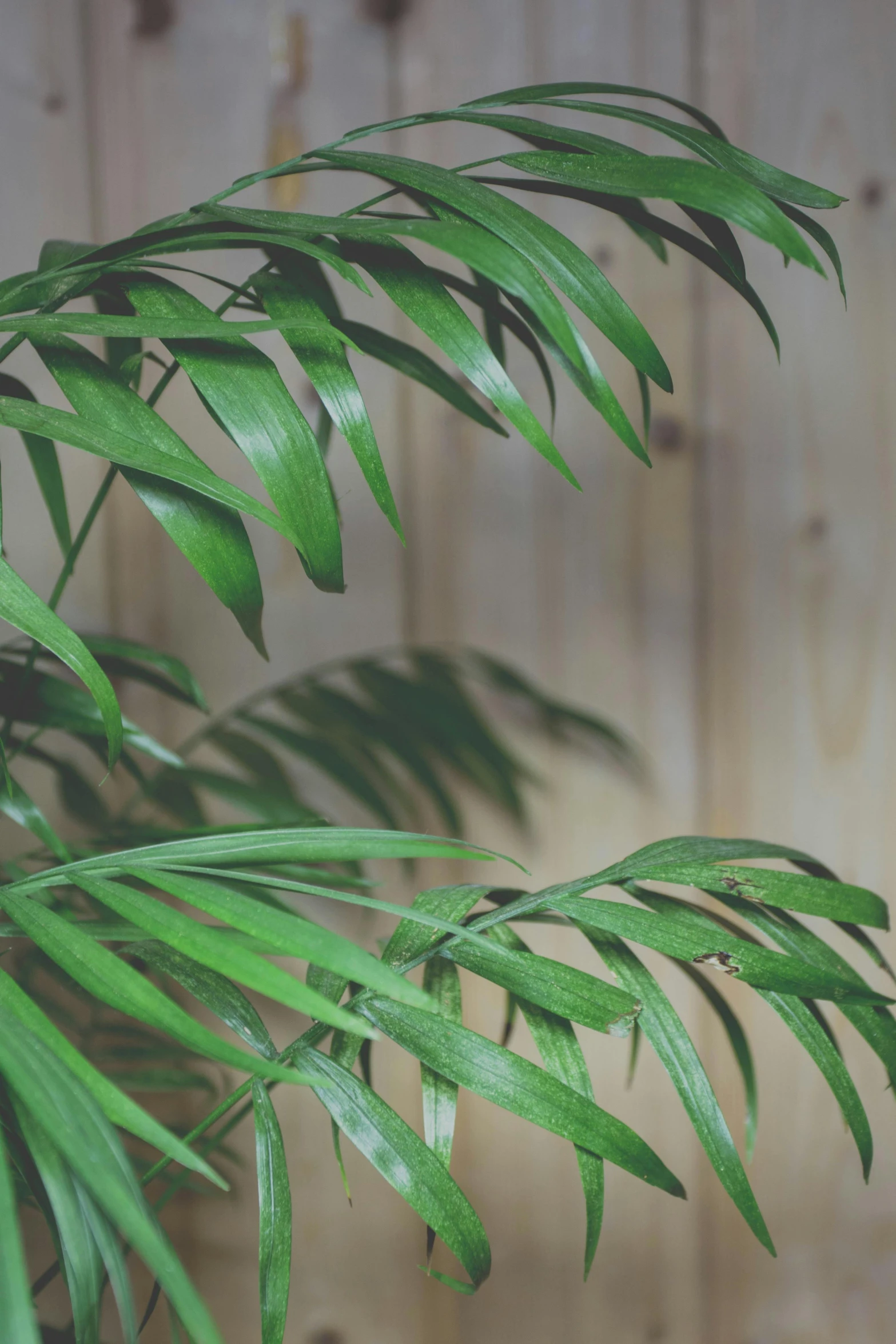 a close up of a plant in front of a wooden fence, inspired by Elsa Bleda, unsplash, photorealism, blessing palms, close-up product photo, indoor scene, ( ( photograph ) )