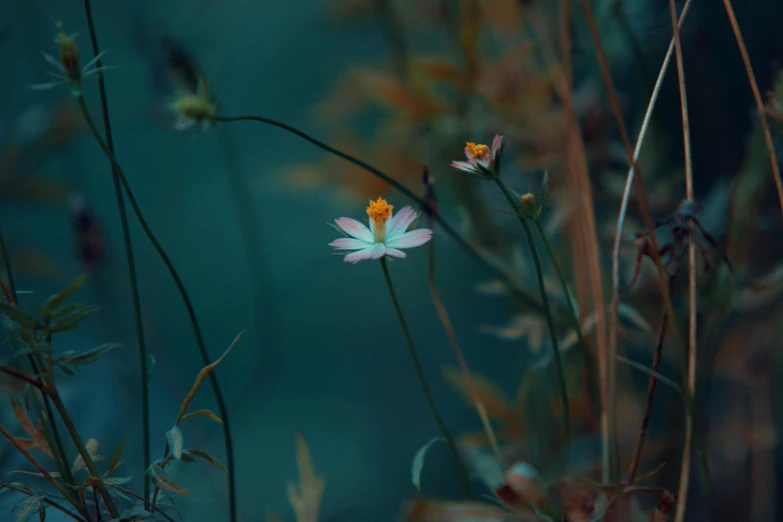 a white flower sitting on top of a lush green field, inspired by Elsa Bleda, unsplash contest winner, teal and orange colours, bioluminescent forest floor, water lilies, miniature cosmos