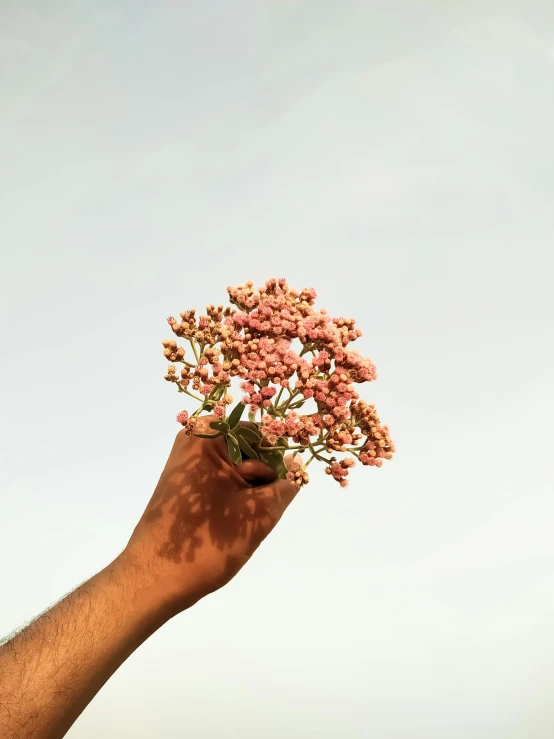 a person holding a bunch of flowers in their hand, sherbert sky, enes dirig, seeds, without text