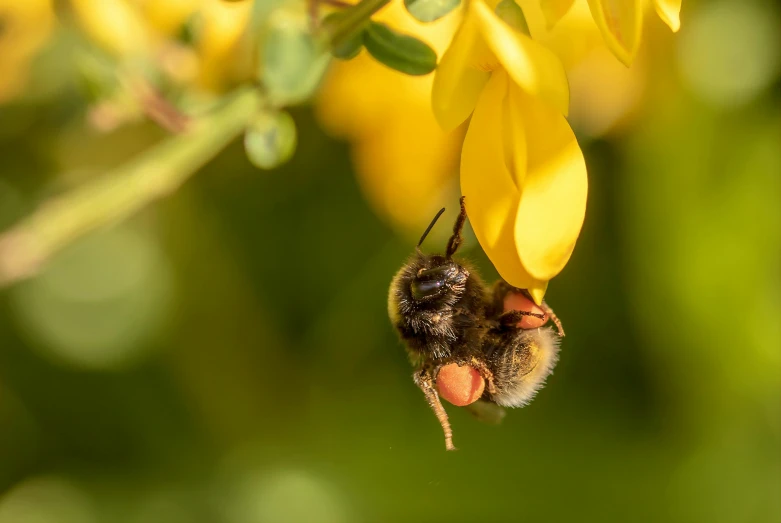 a close up of a bee on a flower, by Andries Stock, unsplash, wearing gilded ribes, hanging from a tree, slide show, yellow