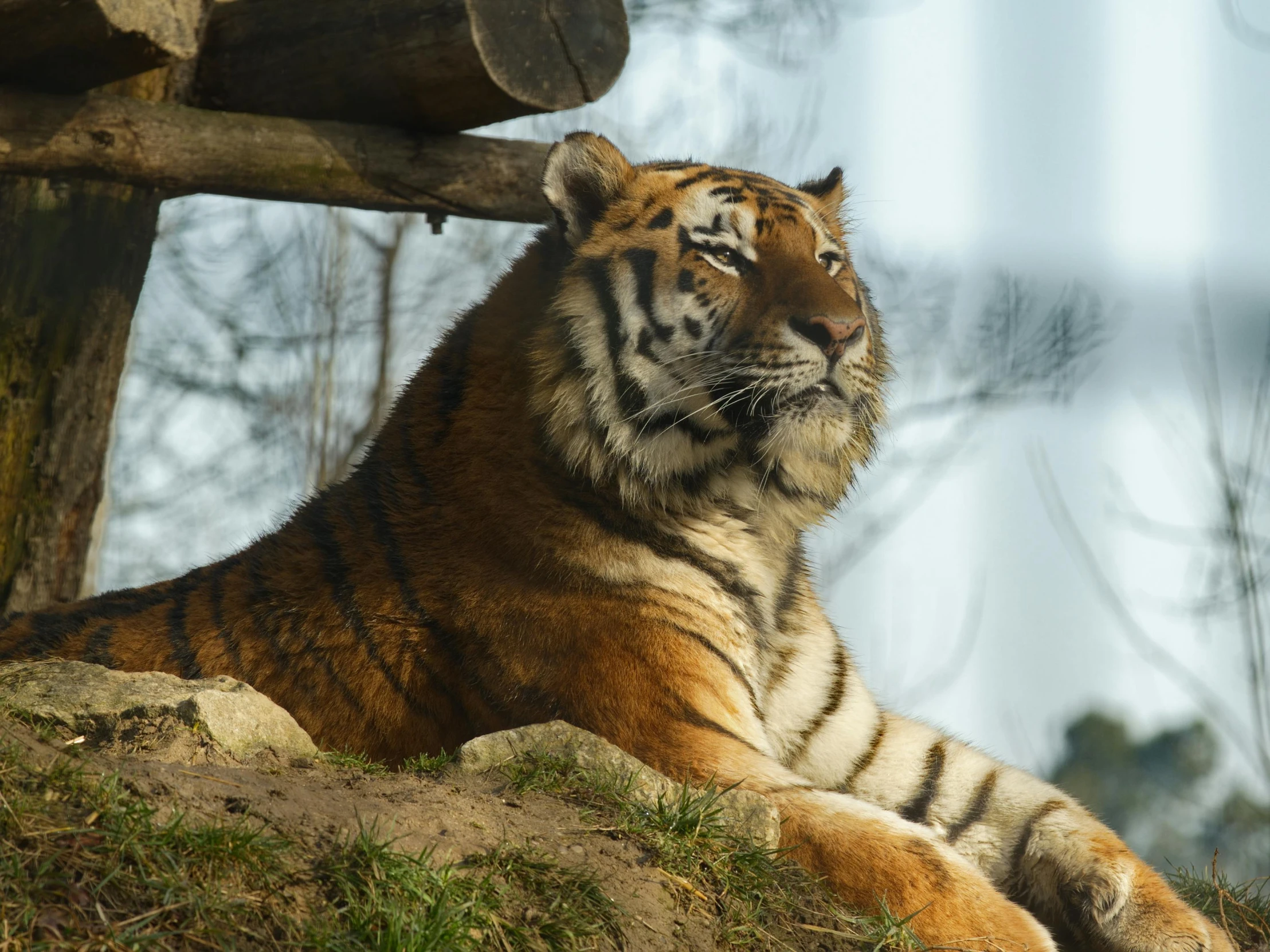 a tiger that is laying down in the grass, pexels contest winner, sitting on a log, sunny day time, 🦩🪐🐞👩🏻🦳, manuka