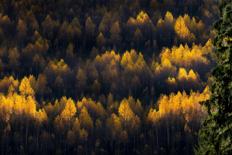 a forest filled with lots of yellow trees, by Shang Xi, unsplash contest winner, baroque, sichuan, late afternoon lighting, lpoty, mongolia