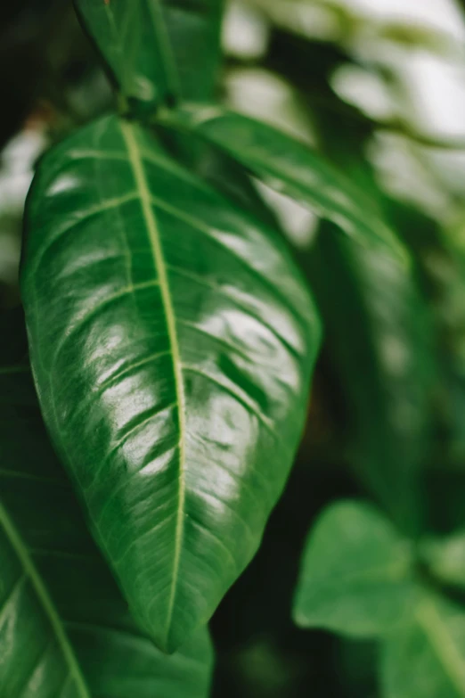 a close up of a green leaf on a tree, houseplants, next to a plant, carefully crafted, vibrantly lush