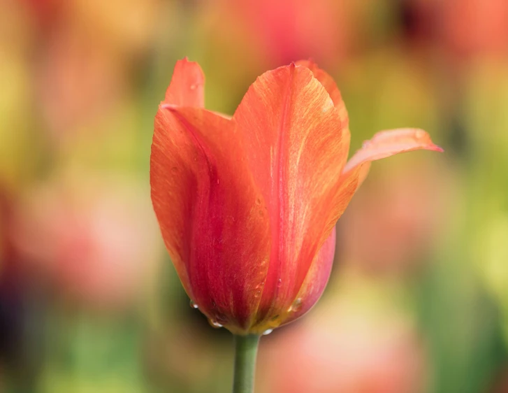 a close up of a flower with a blurry background, by Andries Stock, pexels contest winner, light red and deep orange mood, tulip, 15081959 21121991 01012000 4k, highly polished