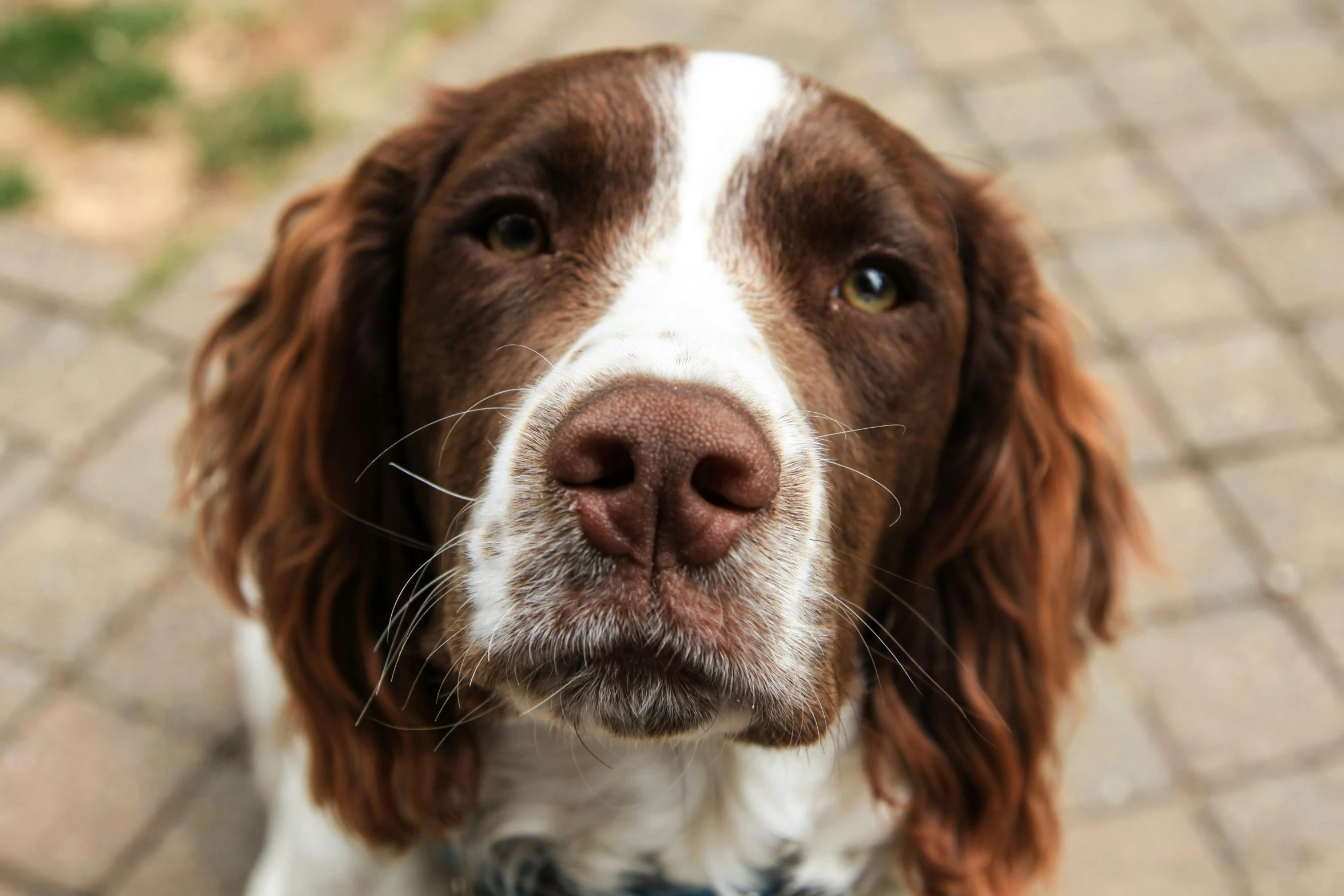 a brown and white dog looking up at the camera, pexels contest winner, square nose, ornately detailed, chocolate, rupert everton