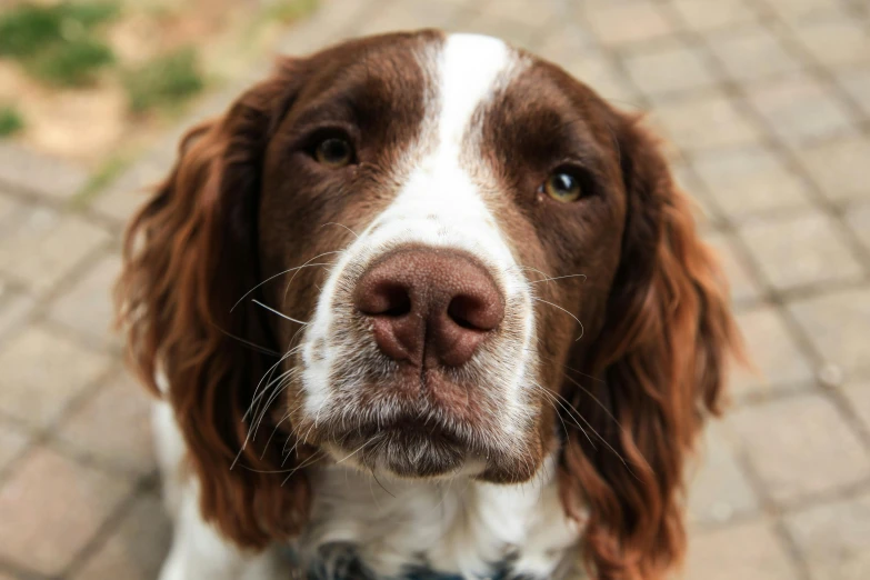 a brown and white dog looking up at the camera, pexels contest winner, square nose, ornately detailed, chocolate, rupert everton