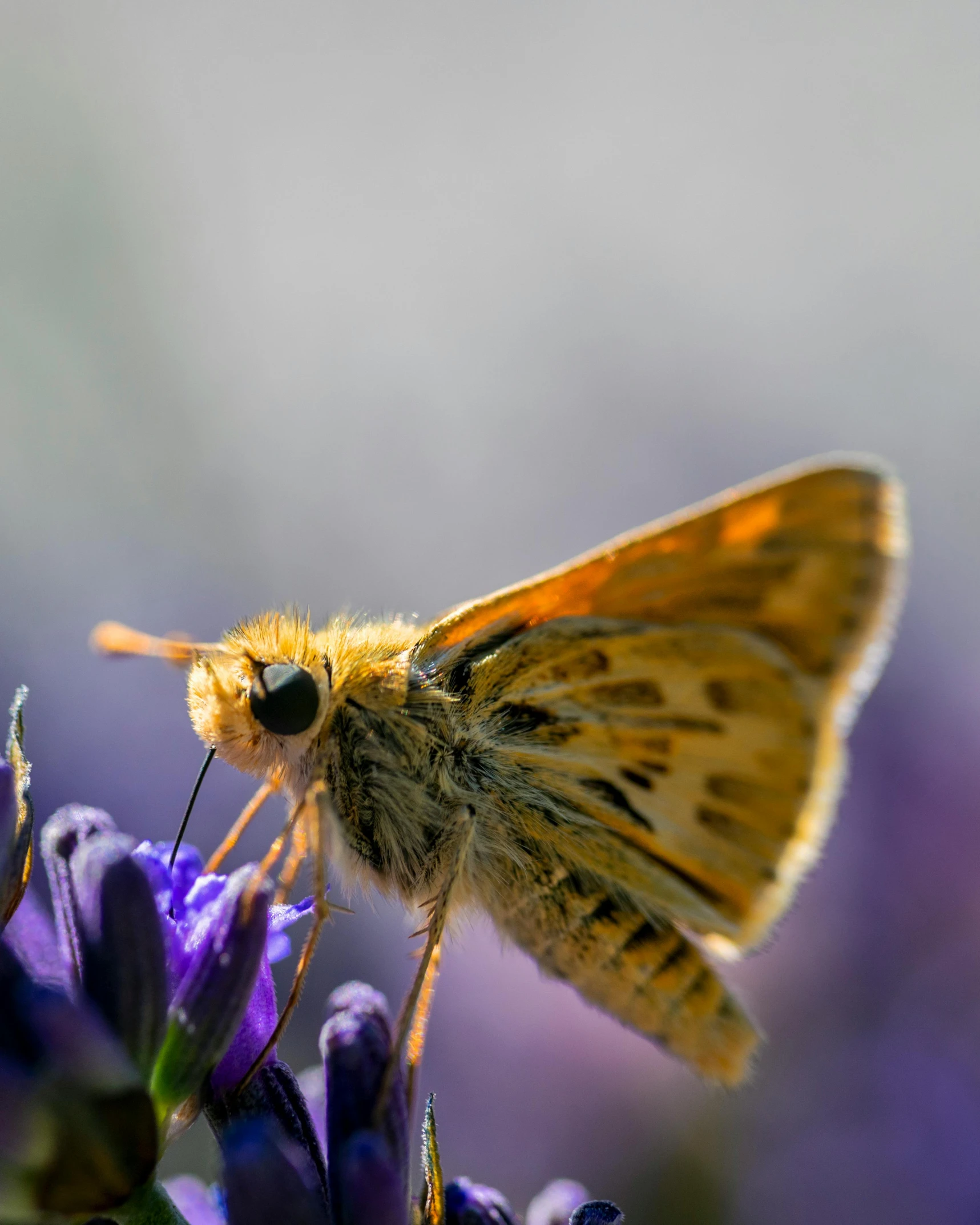 a small butterfly sitting on top of a purple flower, a macro photograph, pexels contest winner, orange and blue, gif, 8 k photo, portrait mode photo