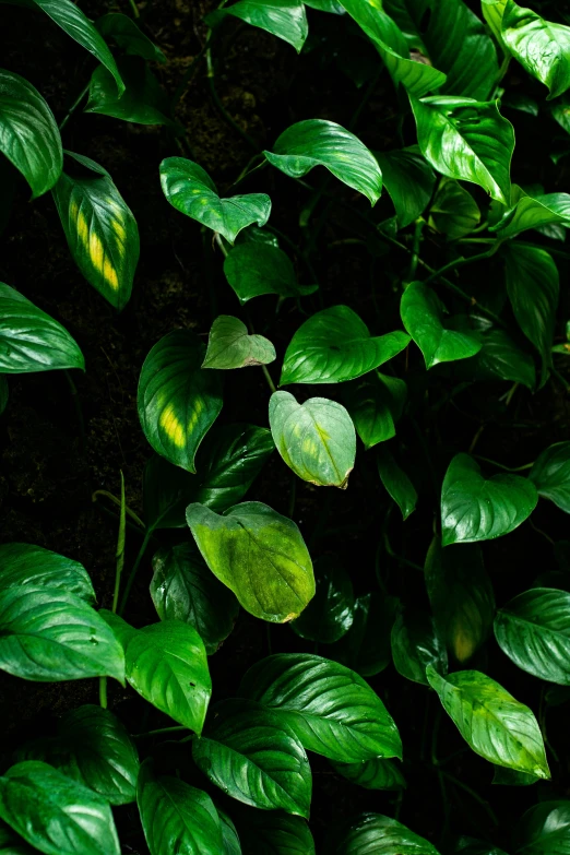 a close up of a plant with green leaves, vines along the jungle floor, photograph from above, hearts, sustainable materials