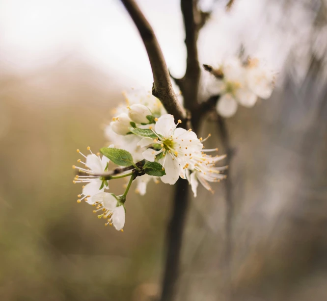 a close up of a flower on a tree, by Emma Andijewska, unsplash, fruit trees, medium format. soft light, white, warm spring