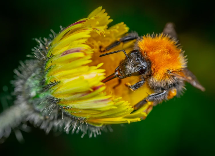 a bee sitting on top of a yellow flower, a macro photograph, by Robert Brackman, pexels, hairy orange body, 🦩🪐🐞👩🏻🦳, close up shot a rugged, covered in