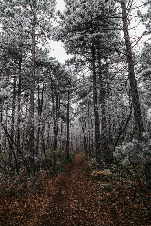 a forest filled with lots of trees covered in snow, unsplash contest winner, overcast gray skies, arrendajo in avila pinewood, ((trees)), hiking trail