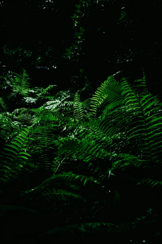 a white fire hydrant sitting in the middle of a lush green forest, an album cover, inspired by Elsa Bleda, hurufiyya, overgrown with huge ferns, 8 k. volumetric lighting. dark, #green, medium format