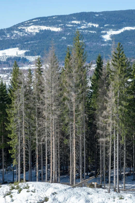 a man riding skis down a snow covered slope, an album cover, inspired by Peter Zumthor, pexels contest winner, naturalism, spruce trees, organic biomass, ((trees)), panorama view