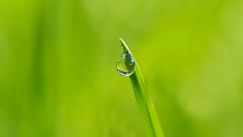 a drop of water sitting on top of a blade of grass, avatar image