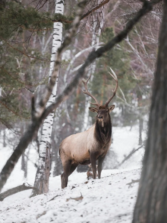 a deer that is standing in the snow, in front of a forest background