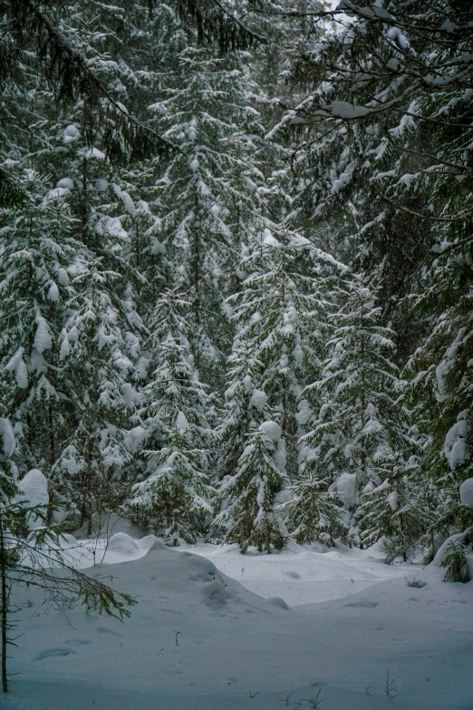 a forest filled with lots of snow covered trees, a portrait, whistler, ((forest))