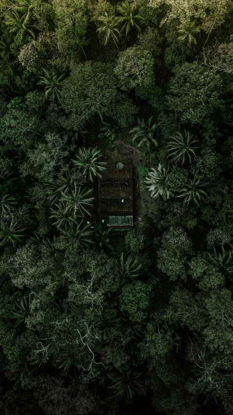 a small cabin in the middle of a forest, an album cover, unsplash contest winner, hurufiyya, [ overhead view ]!!, dark jungle, 3 d render 8 k shoot, instagram picture