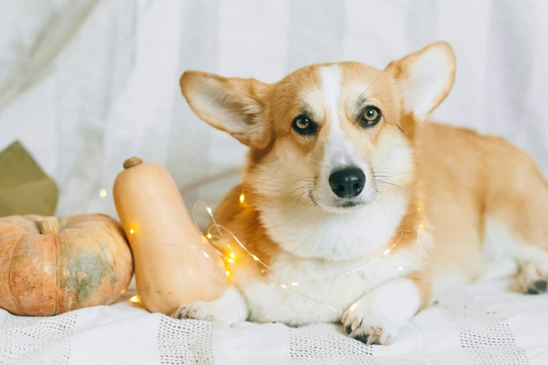 a brown and white dog laying on top of a bed, by Julia Pishtar, shutterstock contest winner, holding a jack - o - lantern, corgi, string lights, on a pale background