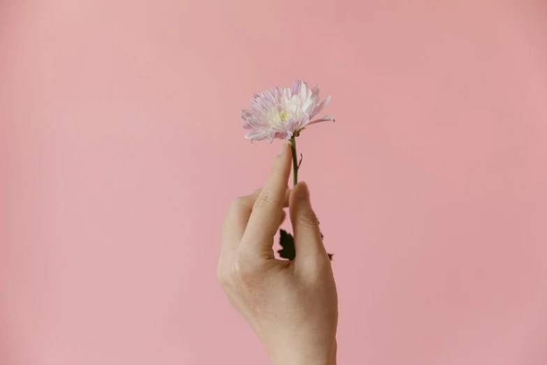 a woman's hand holding a flower against a pink background, by Emma Andijewska, trending on unsplash, aestheticism, background image, chrysanthemum eos-1d, minimalist wallpaper, pointè pose