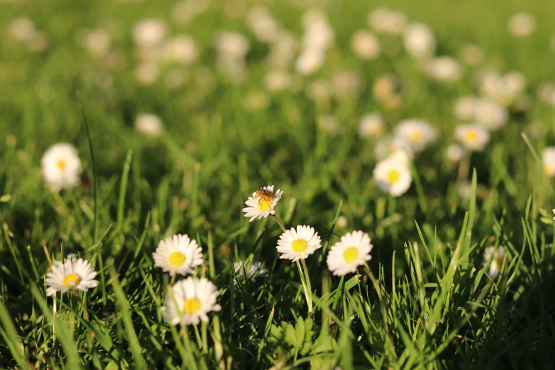 a bunch of daisies that are in the grass, by Niko Henrichon, tiny insects, concert, [ realistic photography ], late afternoon