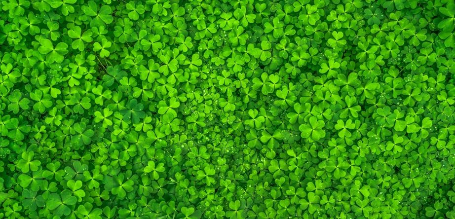 a close up of a bunch of green leaves, shutterstock, background full of lucky clovers, 3 2 x 3 2, flattened, aaron fallon