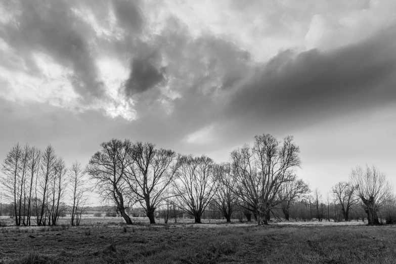 a black and white photo of a field with trees, a black and white photo, by Colijn de Coter, baroque, dramatic skies, willows, today\'s featured photograph 4k, russian landscape