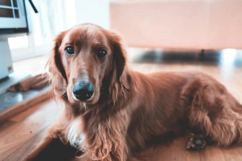 a dog laying on the floor in front of a tv, a portrait, by Emma Andijewska, pexels contest winner, rusty colored long hair, professional closeup photo, 🦩🪐🐞👩🏻🦳, cinnamon skin color