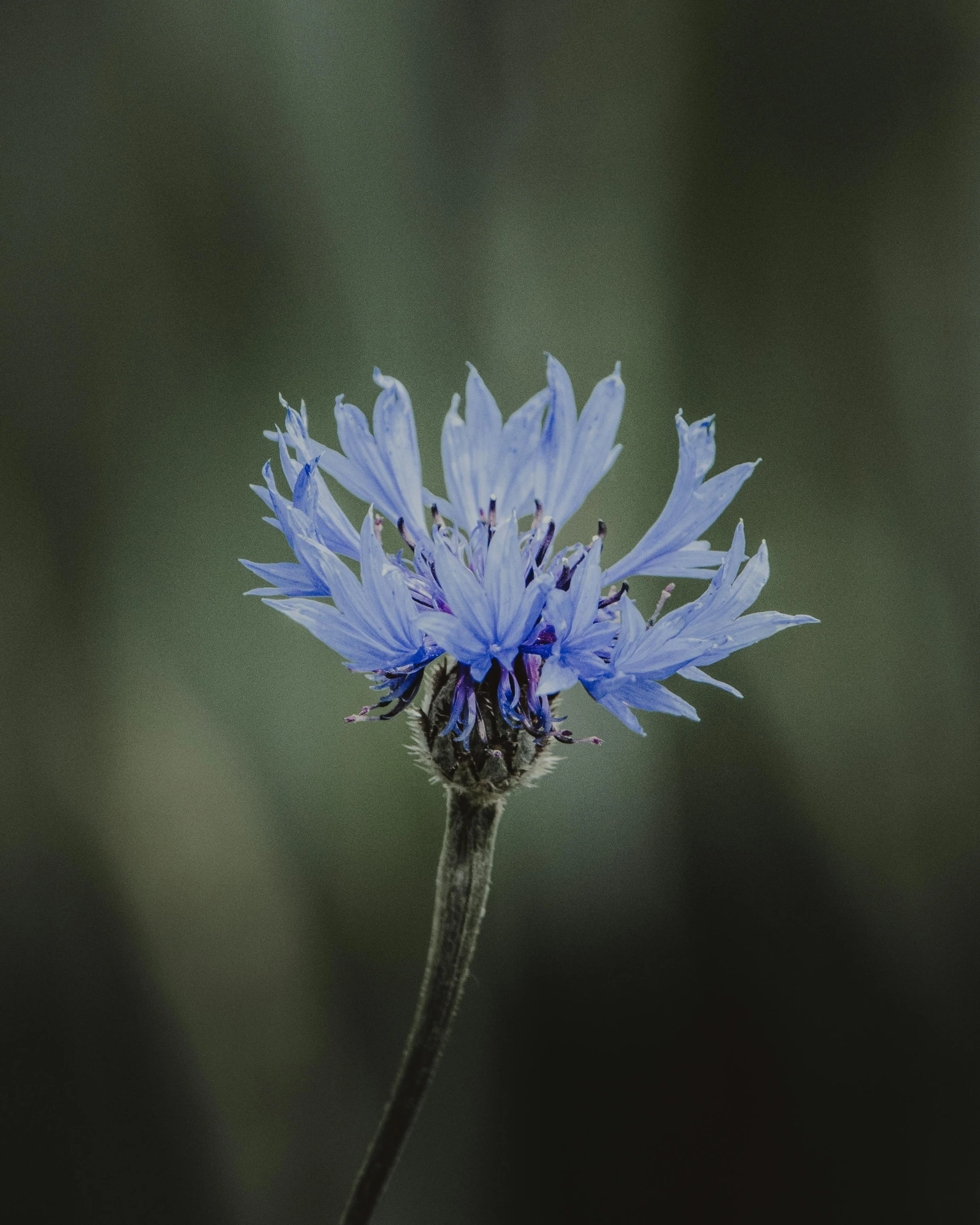 a close up of a flower with a blurry background, grey and blue theme, portrait shot 8 k, instagram post, a high angle shot