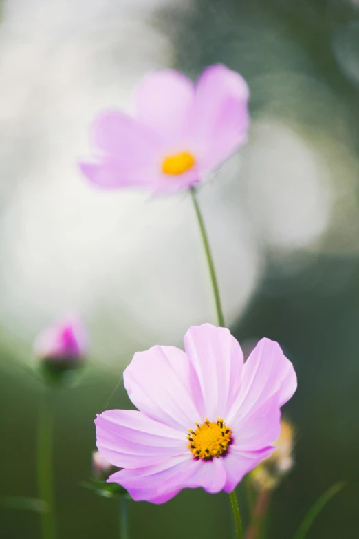 a couple of purple flowers sitting on top of a lush green field, a portrait, unsplash, romanticism, miniature cosmos, medium format, soft light - n 9, paul barson