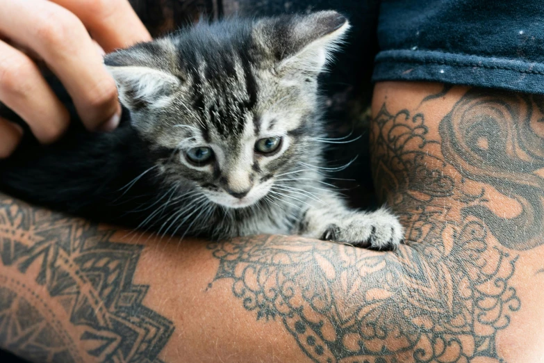a close up of a person holding a kitten, a tattoo, by Niko Henrichon, trending on unsplash, maori, getty images, te pae, ilustration