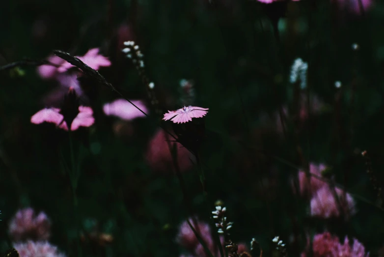 a bunch of pink flowers sitting on top of a lush green field, inspired by Elsa Bleda, pexels contest winner, aestheticism, dark and moody colors, flowers and butterflies, verbena, unsplash photo contest winner